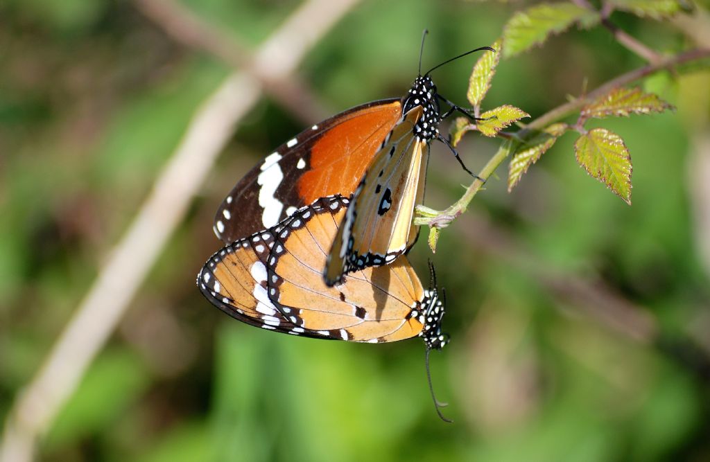 Danaus (Anosia) chrysippus (Linnaeus, 1758)